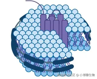nuclera GPCR膜蛋白专用纳米盘