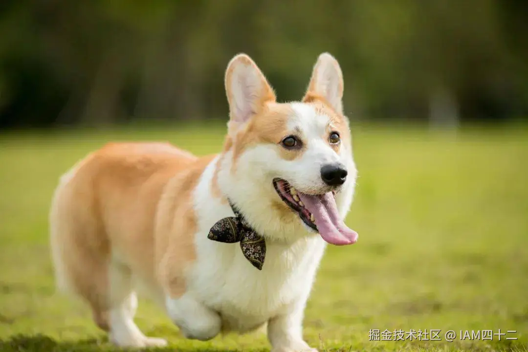 dog.jpeg