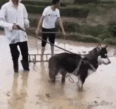 二哈耕地