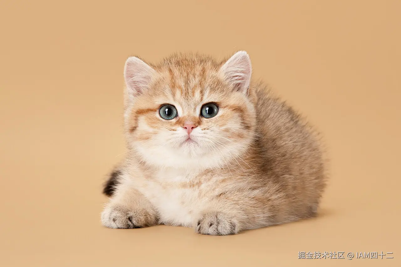 cat3.jpg