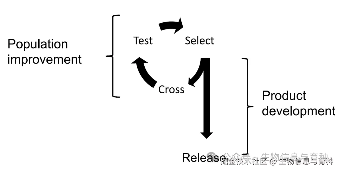 图1. 育种循环示意图。
