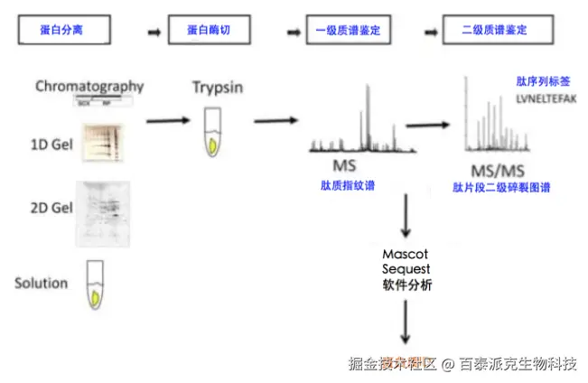 20221219-5434-蛋白质分离、酶切、质谱分析流程.png