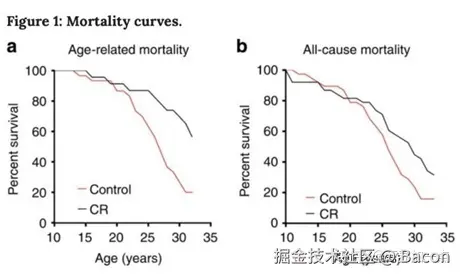 热量限制-恒河猴