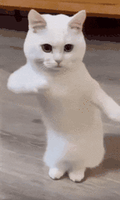 c50773eadd8a48749078bbca5e254707.gif