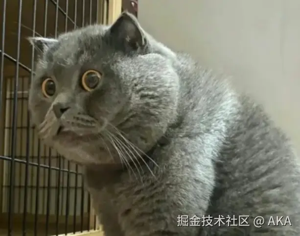 呆傻猫.png