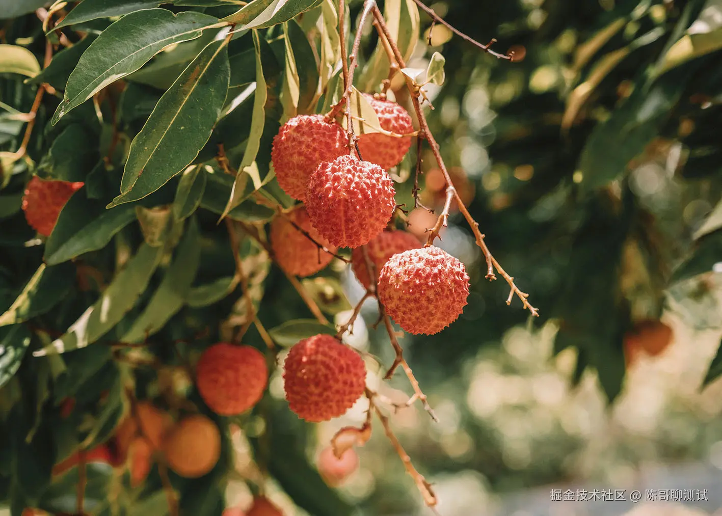 lychee-project-management-1