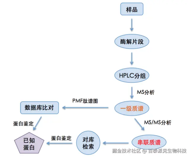 20221219-6286-蛋白质质谱鉴定流程.png