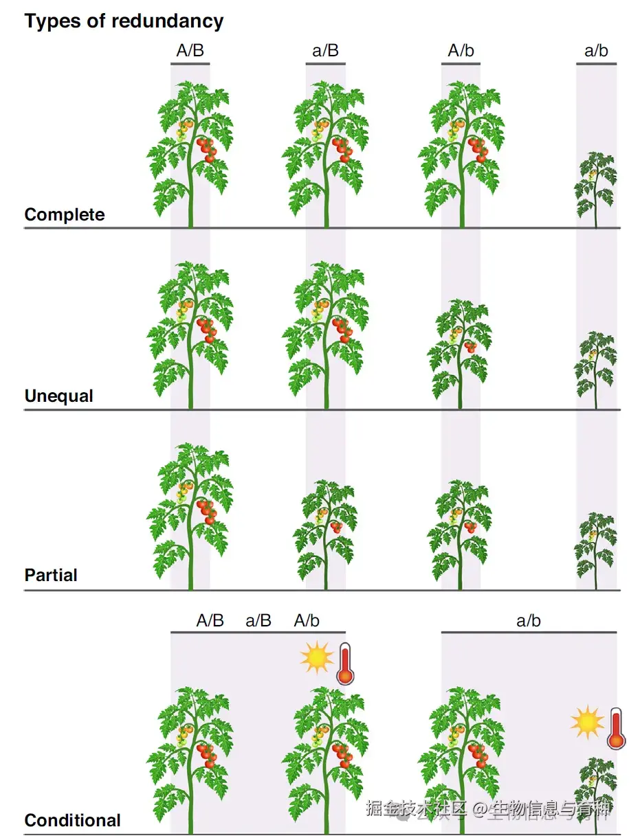 遗传冗余的不同类型。