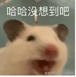 1733367565399.png