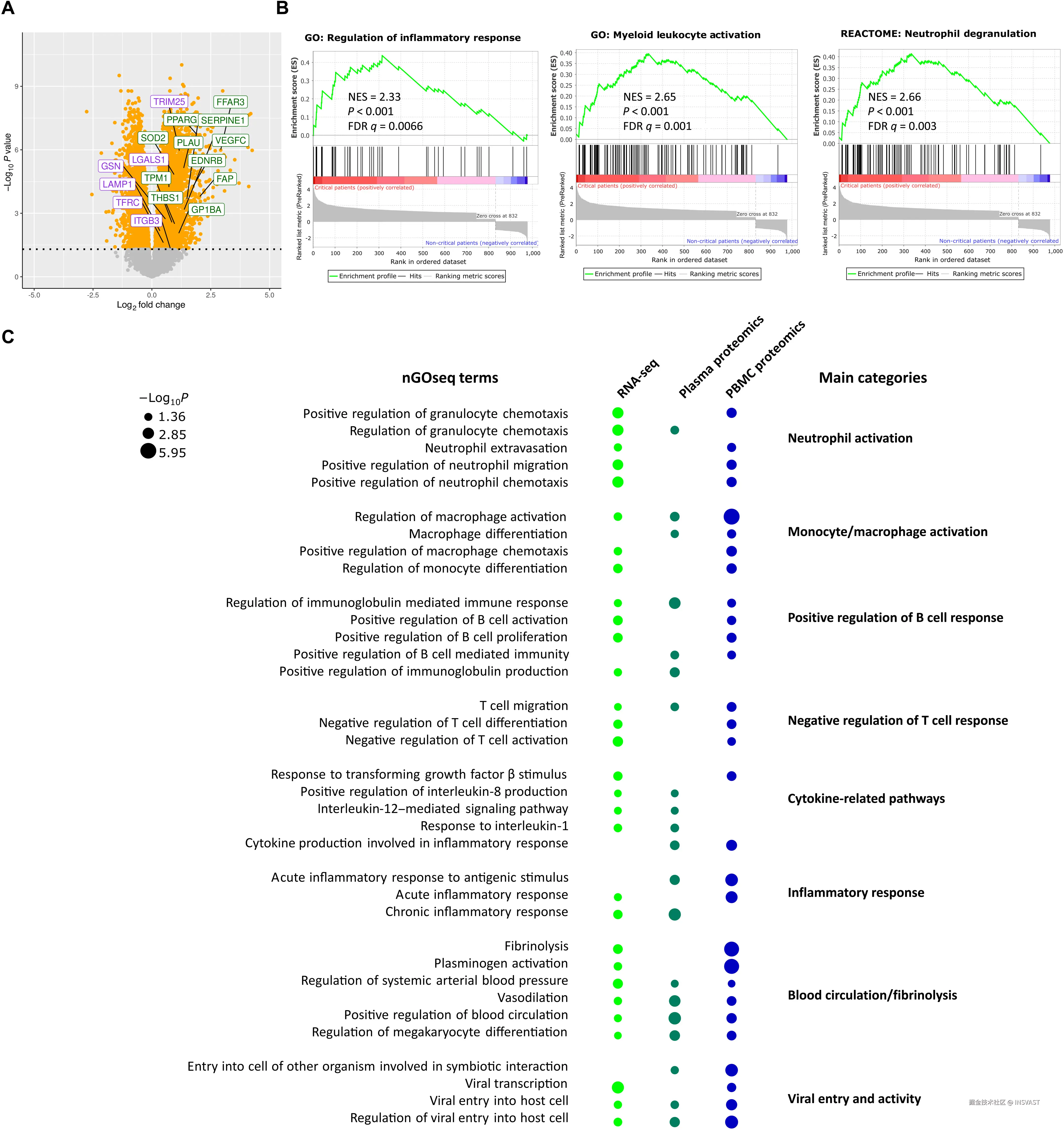 图5  RNA测序和组学联合分析揭示重症患者特异性通路  (A) 火山图显示重症与非重症患者间差异表达基因。橙色点表示校正P<0.05的差异表达基因。绿色和紫色标记分别代表参与血压调节和病毒入侵的上调基因。  (B) 基因集富集分析图显示重症COVID-19患者样本中炎症反应、髓系白细胞激活和中性粒细胞脱颗粒通路的正向富集。NES为标准化富集评分。  (C) 使用RNA测序、血浆蛋白质组和PBMC蛋白质组数据显示重症与非重症患者的嵌套基因本体(nGO)富集类别。