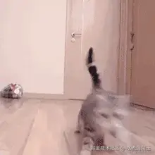 ahgfj-lmov8.gif