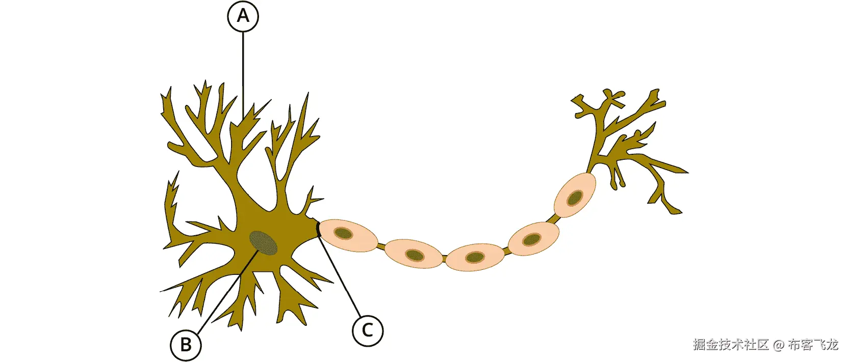 图 5.1：人类神经元的可视化表示