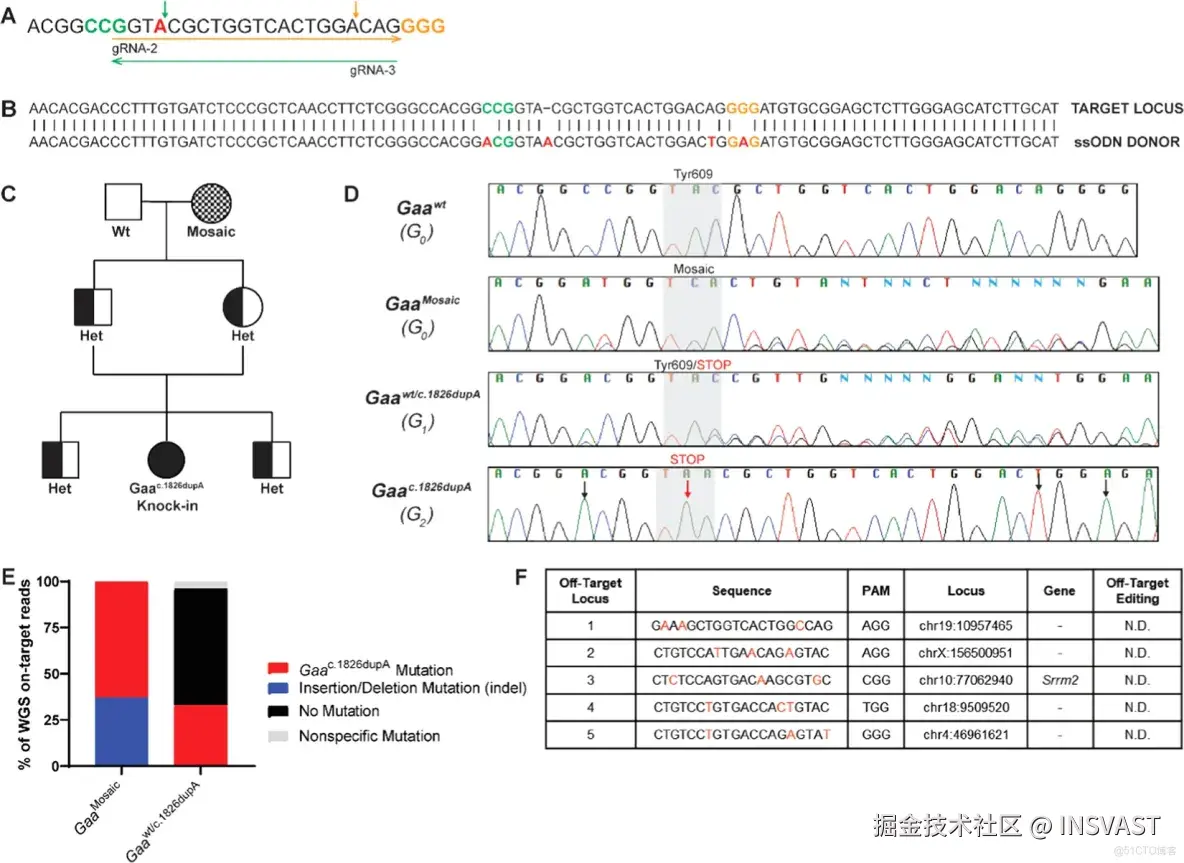 文献解读-CRISPR-Cas9 generated Pompe knock-in murine model exhibits early-onset hypertrophic cardiomyopa_IOPD_05