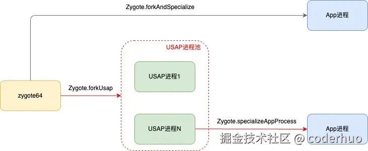 zygote fork usap示意图