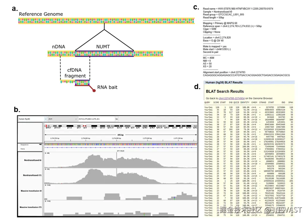 图5  多态性NUMT插入位点分析 a) 展示靶向捕获如何导致多态性NUMT侧翼区域的测序。 b) 展示两个患者中特定多态性NUMT的差异。 c) 展示读段部分比对到核基因组，部分比对到线粒体基因组的情况。 d) 分析多态性NUMT侧翼区域与线粒体基因组的同源性。