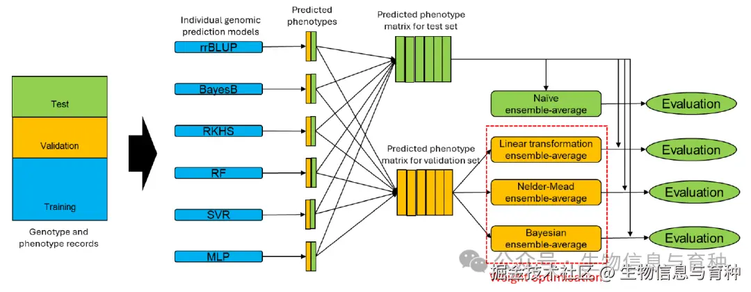 图1：研究流程图（数据划分→个体模型训练→权重优化→评估）