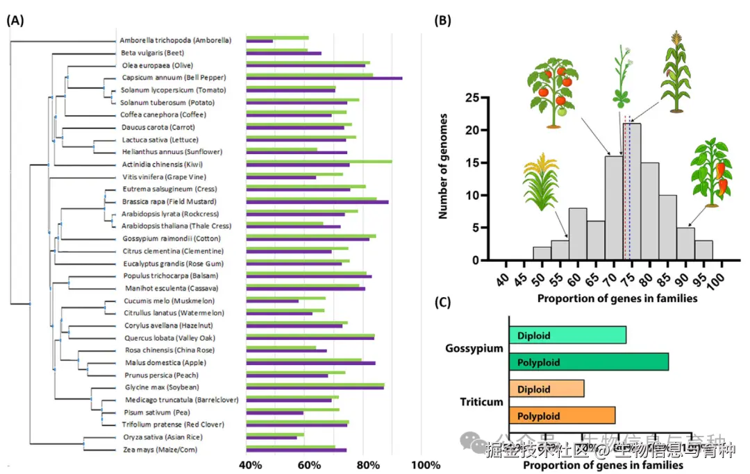 被子植物基因组中基因家族基因的分布情况。