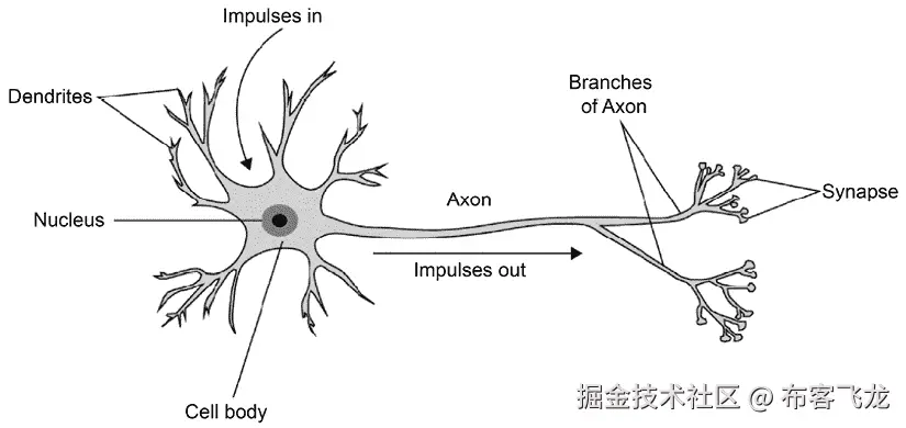 图 3.5 – 人脑神经元