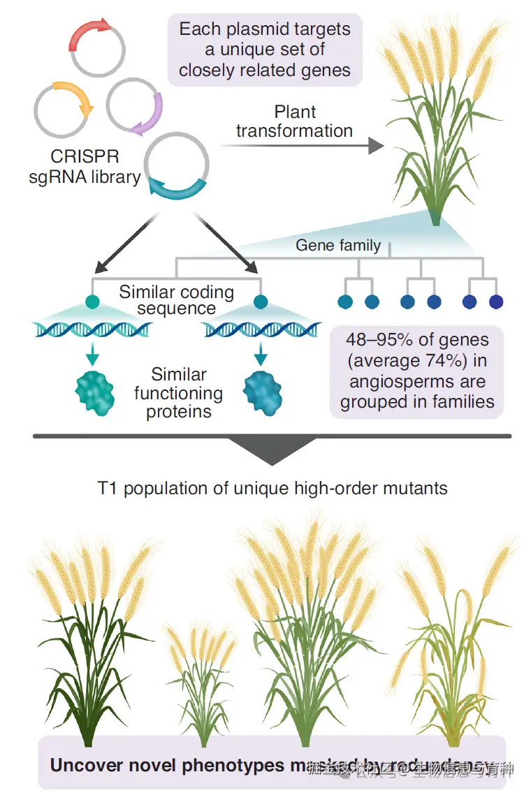 利用CRISPR文库策略研究冗余背景下基因功能的示意图。