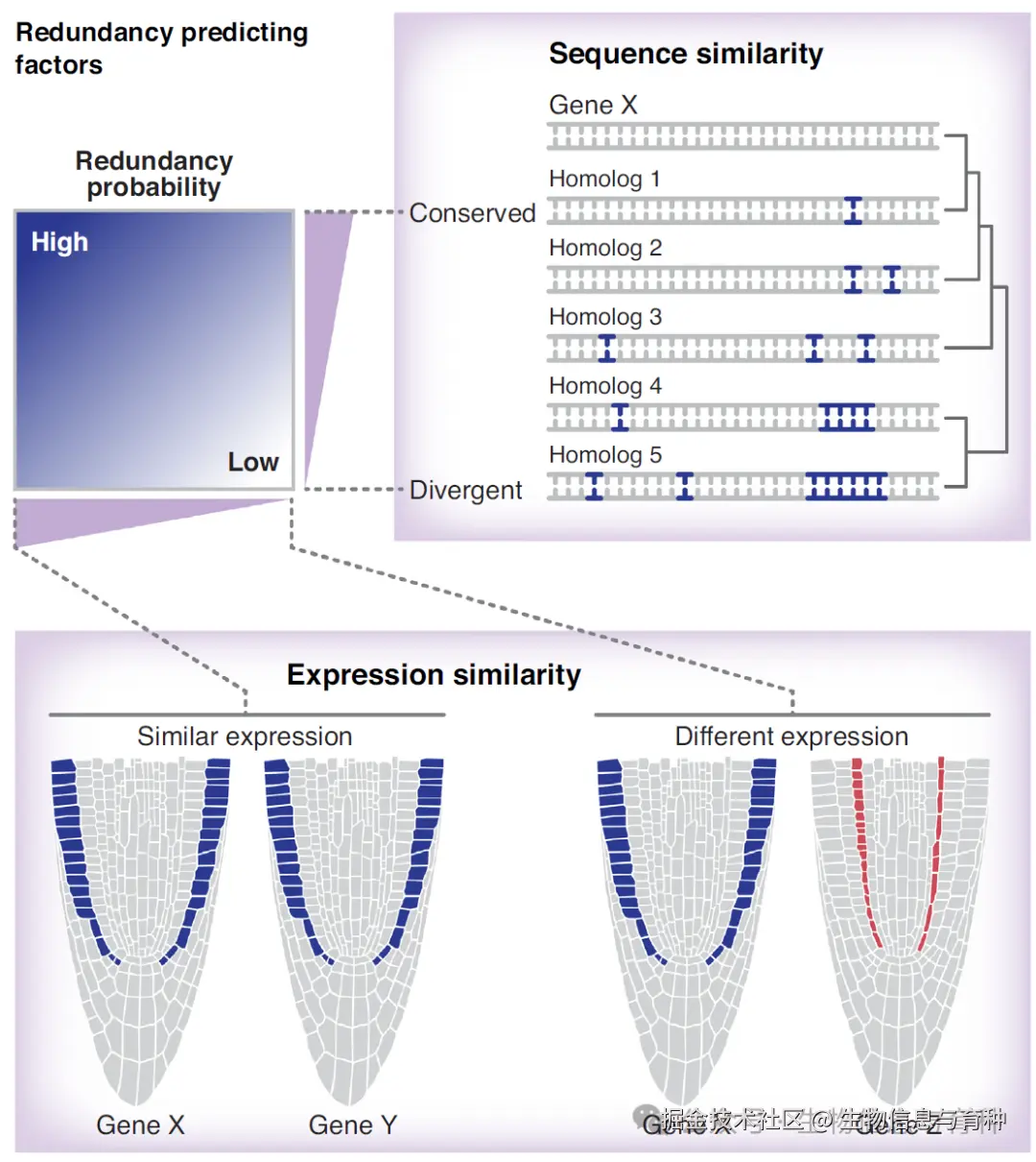 影响基因对之间遗传冗余可能性的因素。